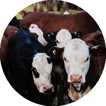 premium-california-foods-circle-beef-for-ranchers