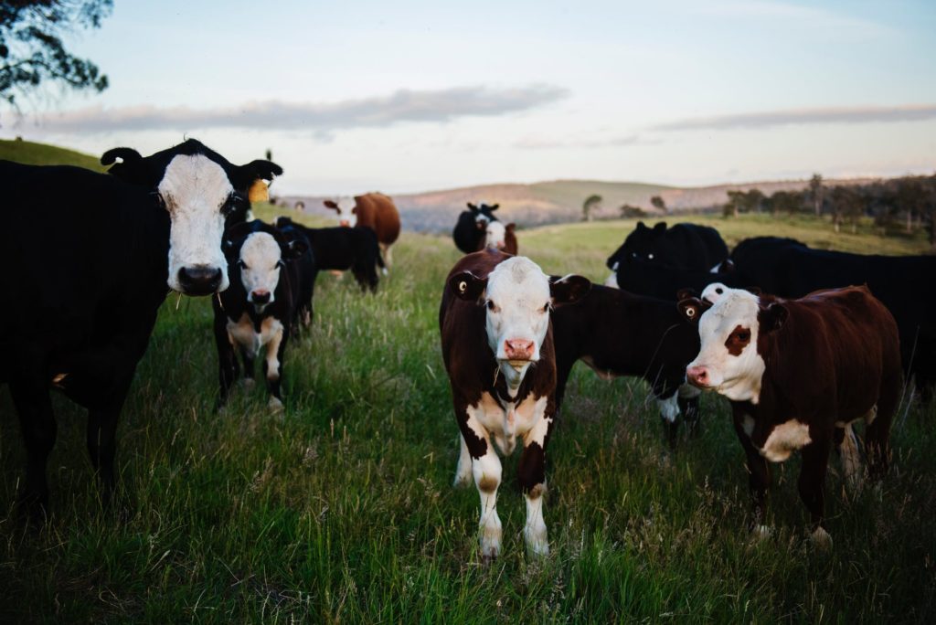 premium-california-foods-cows-pasture2