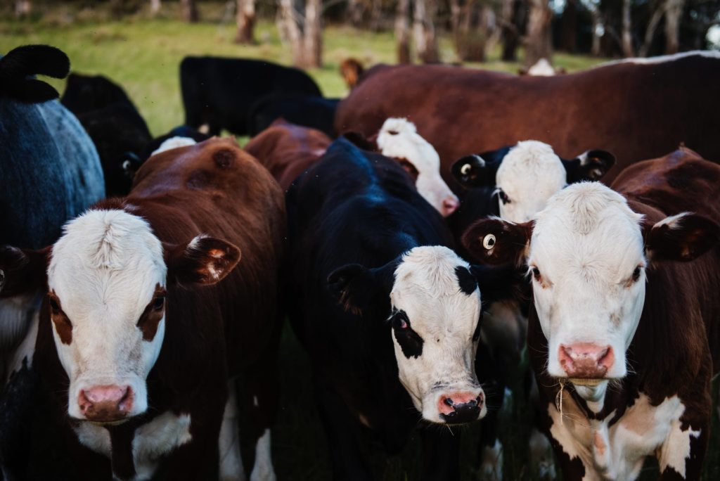 premium-california-foods-cows-pasture4